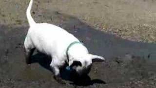 Daisy The Black Bull Terrier