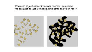 Neurobiology 5.3: Holistic visual perception