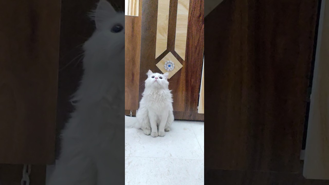 "Olaf and the Bouncy Ball🩷" 