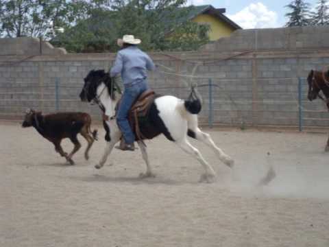 TEAM ROPING RICKY HERRERA PINTO