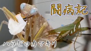 【闘病記】♯5　リハビリの効果と異変　わかったら凄い　【ハラビロカマキリ】