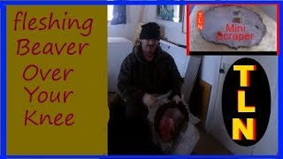 Fleshing Beaver Over your Knee