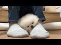 飼い主キレてばかりいた2ヶ月の子犬が心を開いた瞬間が可愛すぎた!【成長記録15】