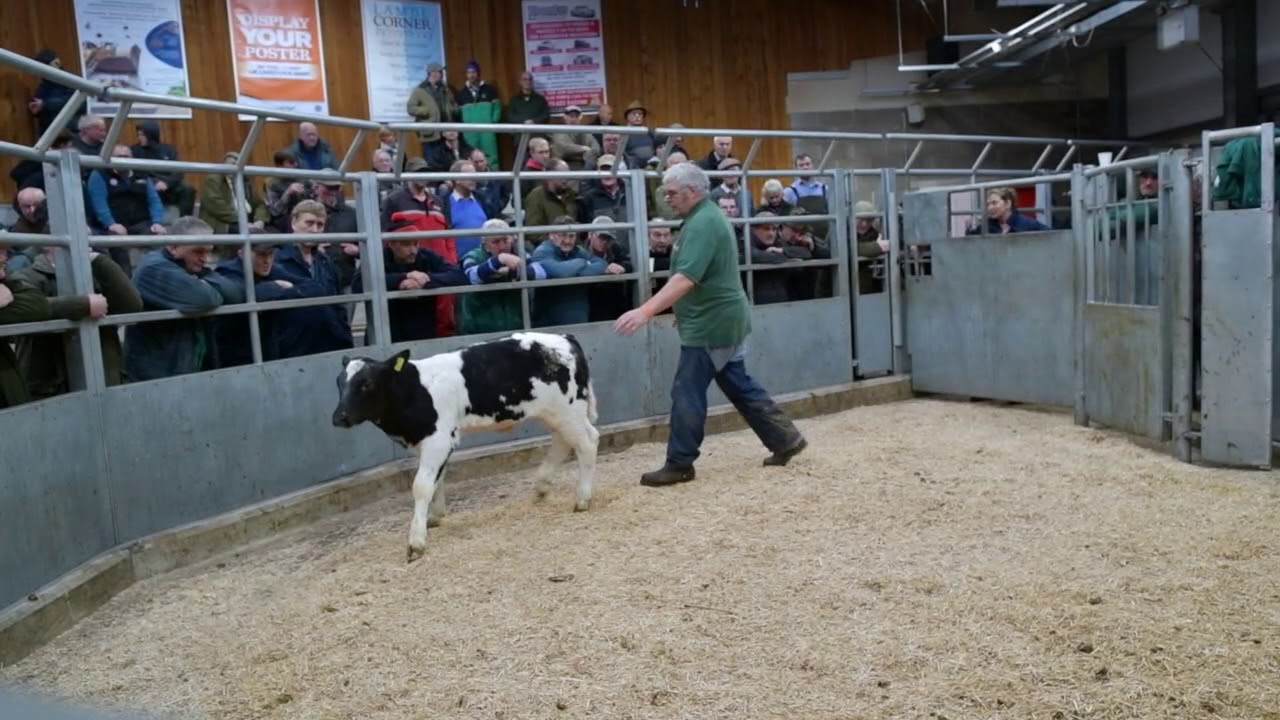 Calves sell well at the Hereford Livestock Market