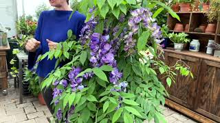 Cottage Farms 1-Piece Amethyst Falls Wisteria Vine Live Plant on QVC