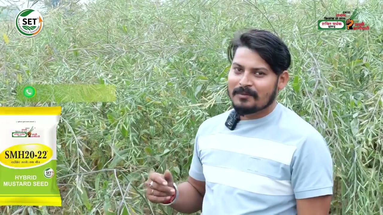 SMH 20-22 हाइब्रिड सरसों बीज 🌱 || SVHSPL || 📞 80 90 100 540