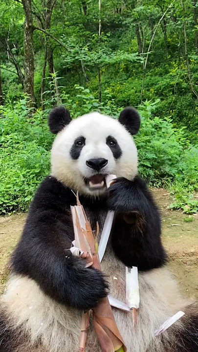 Unique facts about panda hands