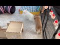 Bunnies play tagging games: HuanHuan chases LeLe; bunnies roam, eat, and rest happily.