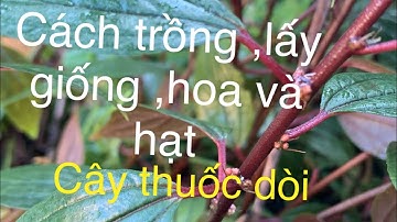 #caythuocdòi ,cách trồng , hoa ,lấy hạt giống cây thuốc dòi