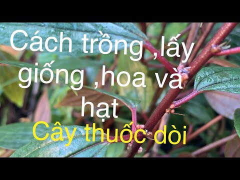 Video: Cách Trồng Giòi