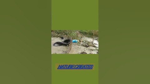 #python trap using live chicken#anaconda#cobra