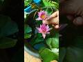 Water lily plant growing at home #garden #flowers