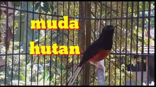 MASTERAN MURAI BATU MUDA HUTAN