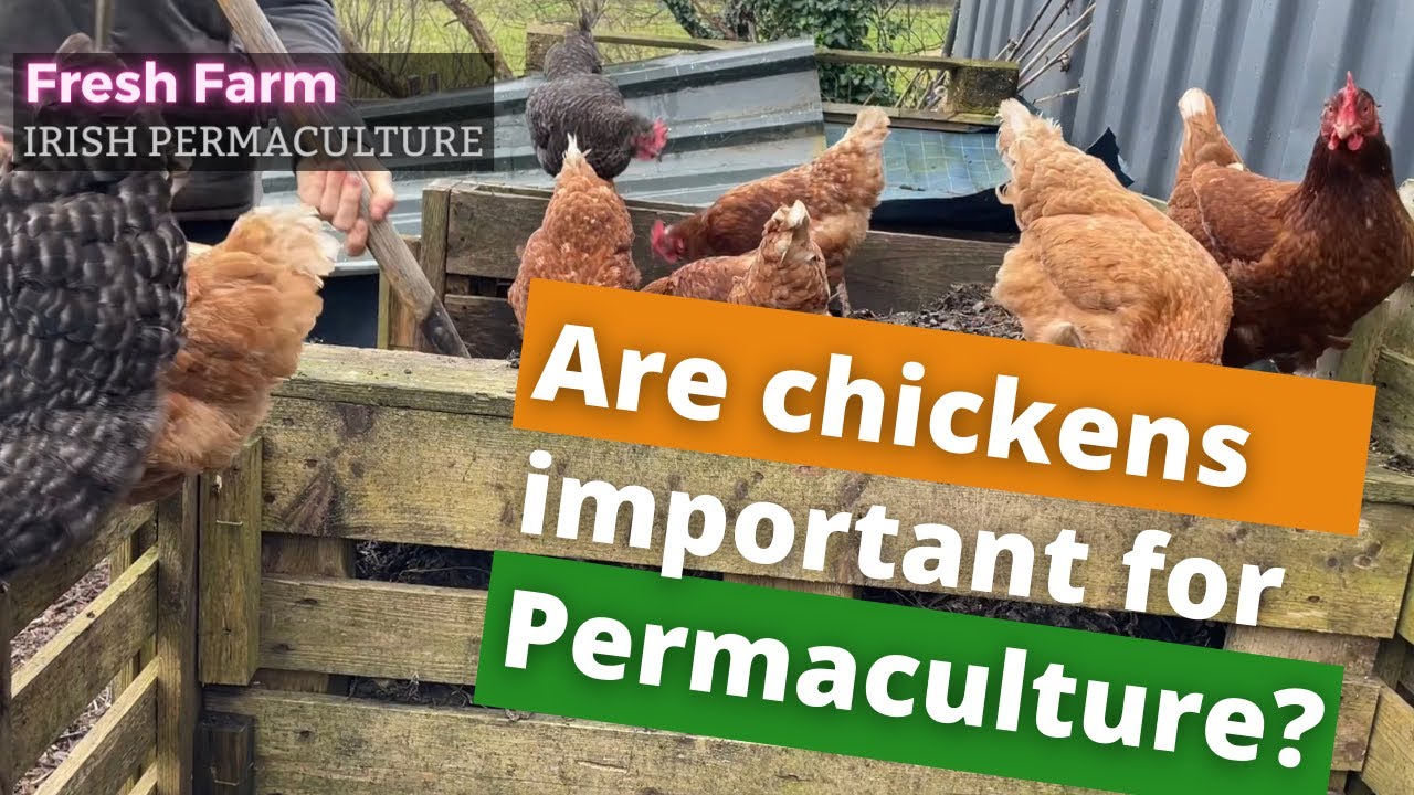 The impact of chickens on a permaculture garden YouTube