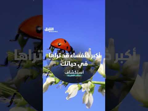 أكبر خنفساء قد تراها في حياتك