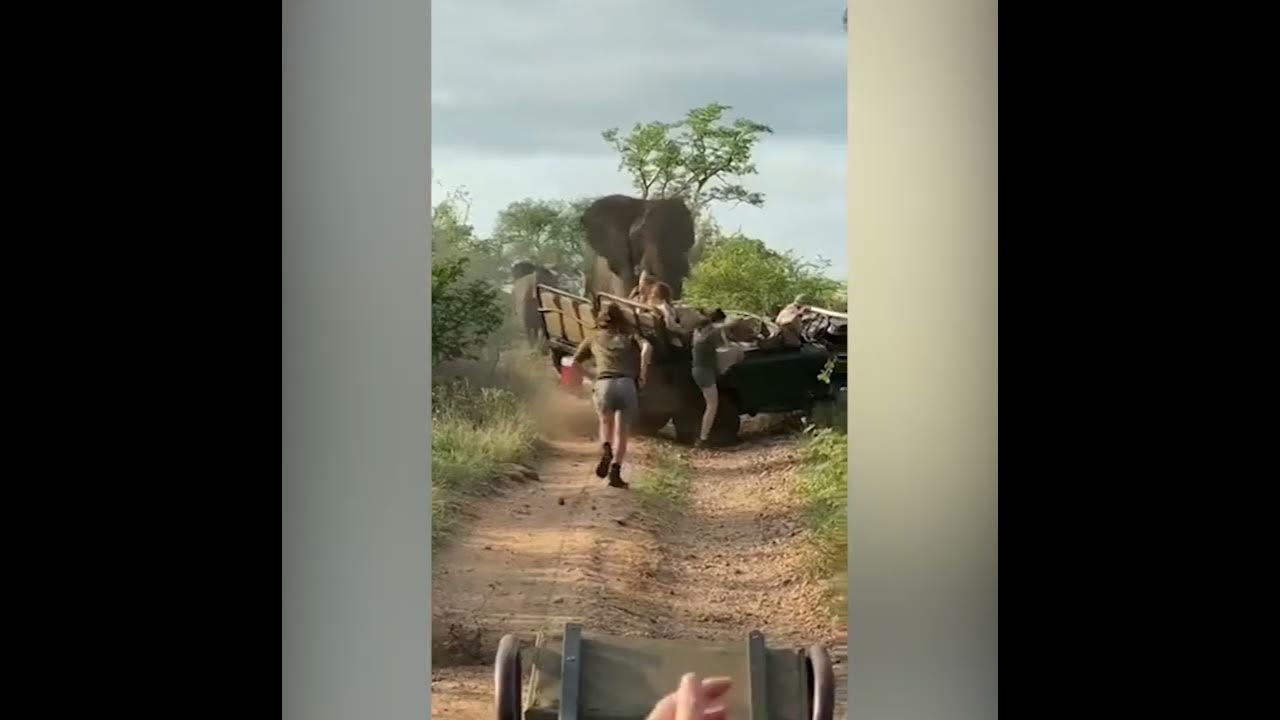 Watch: Elephant Attacks Safari Vehicle As Passengers Run #watchvideo