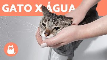 Como fazer um gato gostar de água?