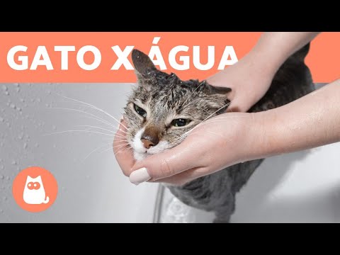 Vídeo: Por Que Os Gatos Precisam De água