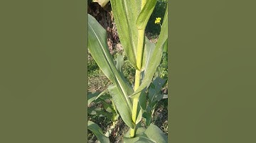 maize | Maize Plant | Corn | Popcorn Tree | Maize Tree | Hybrid Maize