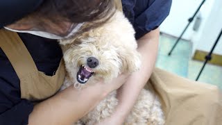 아콩이의반전[파리봉]The charm of poodle Akong poodle grooming by 파리봉 6,758 views 2 years ago 6 minutes, 45 seconds