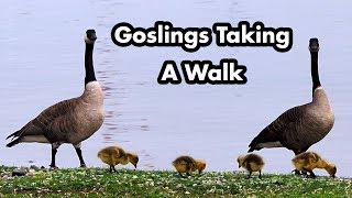 Baby Geese Walking With Mother And Father Goose - Canadian Geese and Their Babies