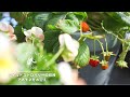 【Vlog】種から育てたワイルドストロベリーの収穫とお世話/アネモネをお迎えしたよ【ベランダガーデニング】