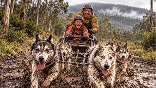 Dog Sledding in Tasmania! 🐕 Is this our most unique experience yet?!