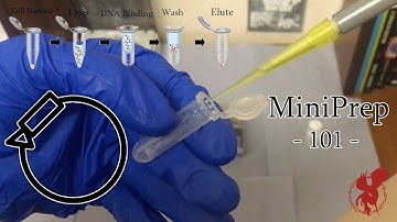 Plasmid DNA Isolation   Miniprep 101   DNA Extraction Protocol