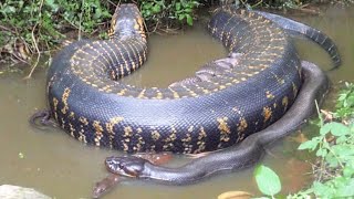 Nature’s Perfectly Designed Reptiles