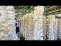 How japanese farmer make sponge from konjac potato  konjac potato farming and harvesting technique