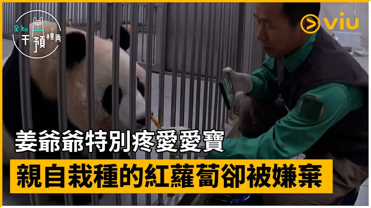 《全知干預視角》第280集│姜爺爺特別疼愛愛寶 親自栽種的紅蘿蔔卻被嫌棄│Viu韓綜線上看