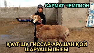 МЫҚТЫ ҚОЗЫ ҚОШҚАРЛАР САТЫЛАДЫ +7 707 834 3420 ҚУАТ