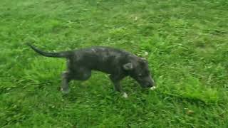 Irish Wolfhound puppies having fun