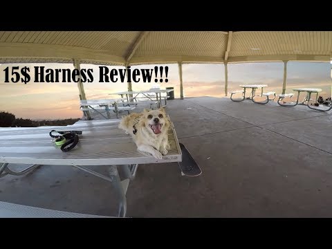 affordable-bondpaw-harness,-long-fur-chihuahua-acting-fruity