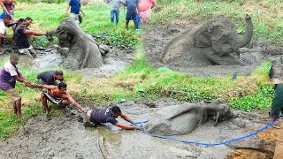 Happy Ending! Baby Elephant starving in a Muddy PRISON saved by Brave officials by Elephant Zone 410,700 views 4 months ago 10 minutes, 28 seconds