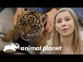 Feliz nacimiento de un cachorro de tigre de Sumatra | Los Irwin | Animal Planet