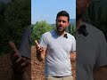 fare #agricoltura è sostenibile? facciamo due conti #mattthefarmer #zucche #businessplan #azagr