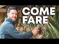 Raccolgo le CIPOLLE dellâ€™anno scorso