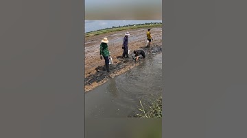 Cận cảnh quậy sìn bắt tôm càng xanh ở miền tây hốt mỏi tay #shorts #crsyfish