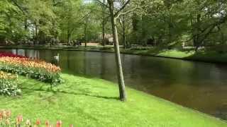 Swans Lake Surrounded By Beautiful Trees And Flowers - Keukenhof - Holland