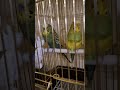 Colorful feathers in the world of beautiful parrots
