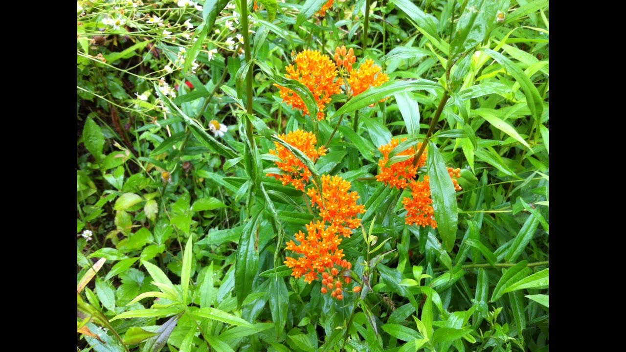 Butterfly Weed Seed Collecting Video YouTube butterfly-weed-seed-collecting-video-youtube