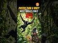 India’s ONLY Ape Swings Faster Than a Bike