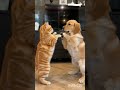 #song #hindisong #dance #cute #cuteanimals #bollywood