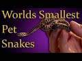 Top 5 smallest pet snakes you can own