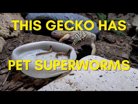 Gaeco Insect What Insects Are Dangerous For Leopard Geckos
