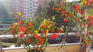 Chilli Grow Trinidad Scorpion Moruga