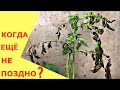 БОРЬБА С ФИТОФТОРОЗОМ за урожай КАРТОФЕЛЯ
