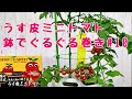 うす皮ミニトマトNo.10ベランダでも簡単！鉢でぐるぐる仕立て