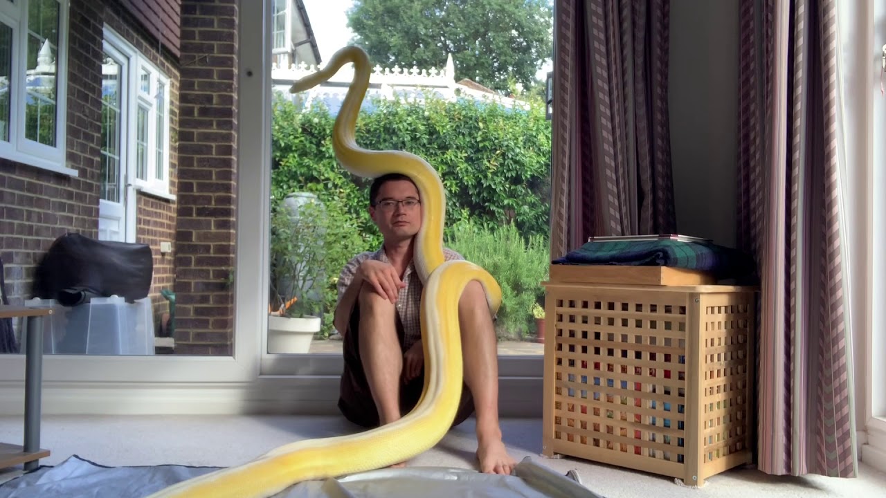 16ft Reticulated Python Has No Concept Of Personal Space YouTube 16ft reticulated python has no concept of personal space youtube